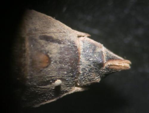 Gomphus vulgatissimus
